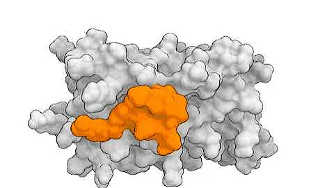 A reminder that proteins are highly dynamic molecules.