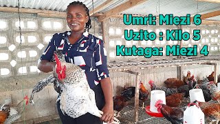 Jinsi ya Kuwalisha Kuku Chotara (Kuroiler) Wafikishe Uzito wa Kilo 5