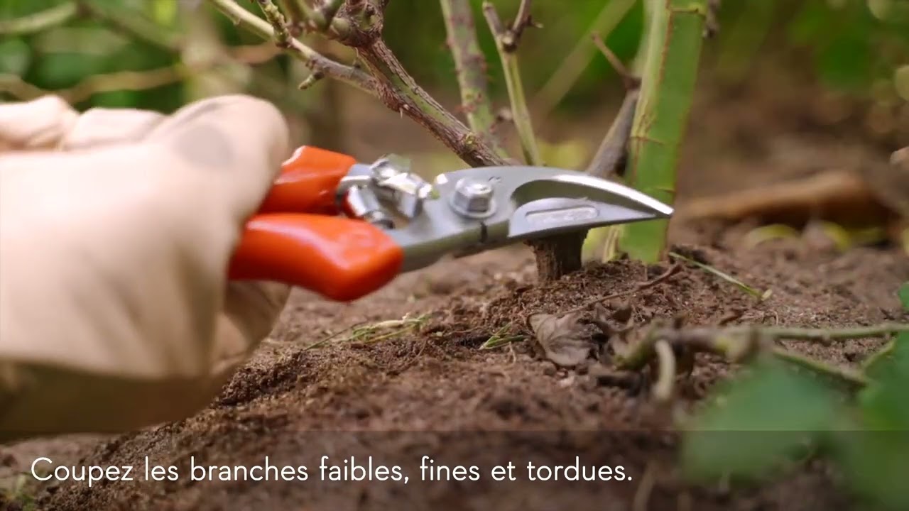 Comment tailler des rosiers ? | Conseils de jardinage STIHL