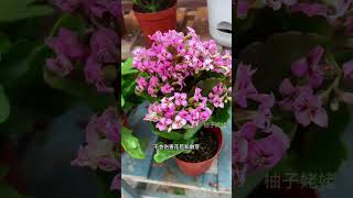 Save Your Kalanchoe! Bug-Free with Bai Cho Spray