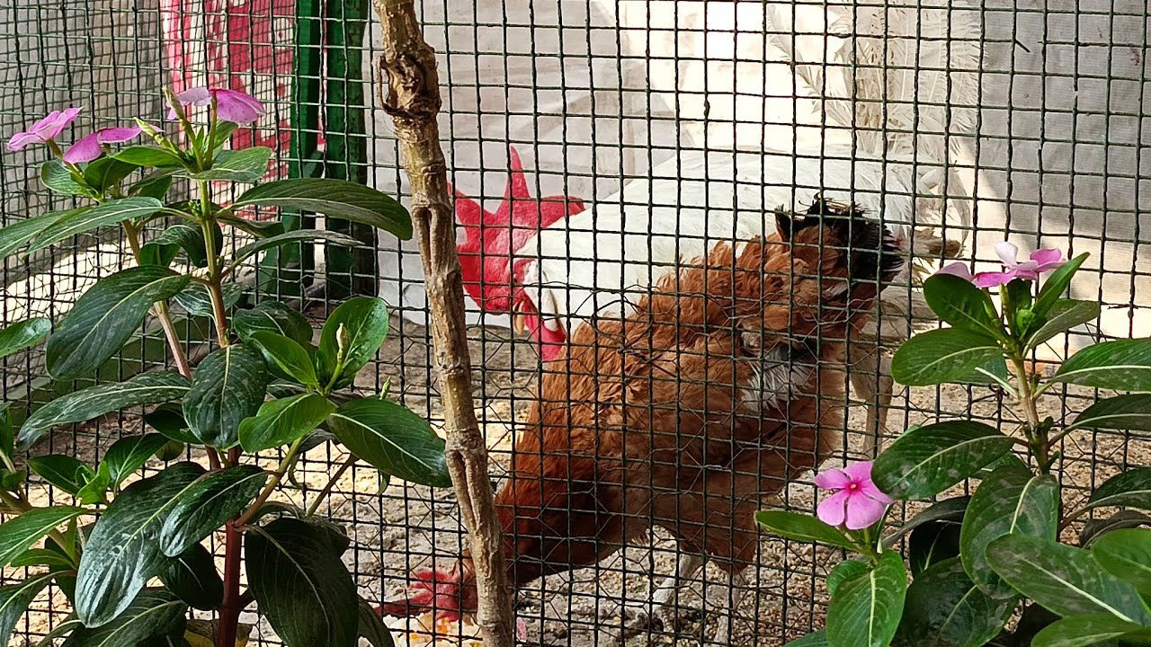 Soni Life VLOGS is live