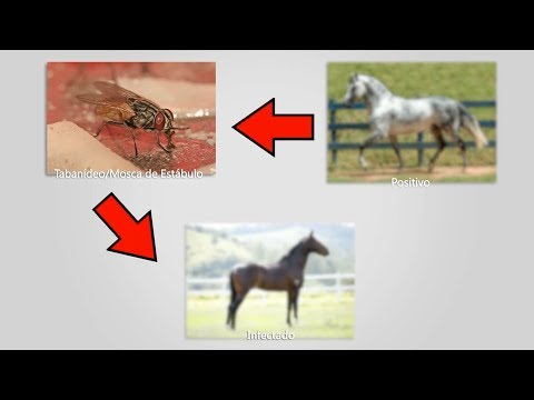 Vídeo: Anemia - Cavalos - Sinais De Anemia