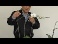 【胡蝶蘭　再び花を咲かせる方法 　PART2】
