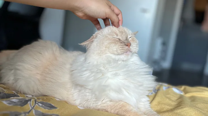 Video 3733171: purring loudly, cat