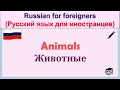 РКИ Животные Russian Animals