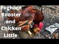 Backyard Chickens: Foghorn Rooster and Chicken Little Hen Funny Free Range Behavior