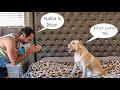 My Labrador Puppy Makes A Scene When Asked to Bath | My Dog Doesn't Like Baths | Funny Dog Video