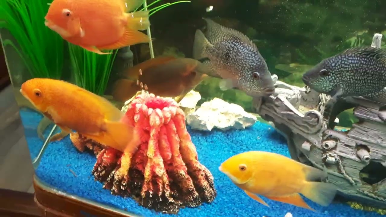 аквариум  jebo 3150