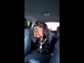 Gus the singing Gordon Setter の動画、YouTube動画。