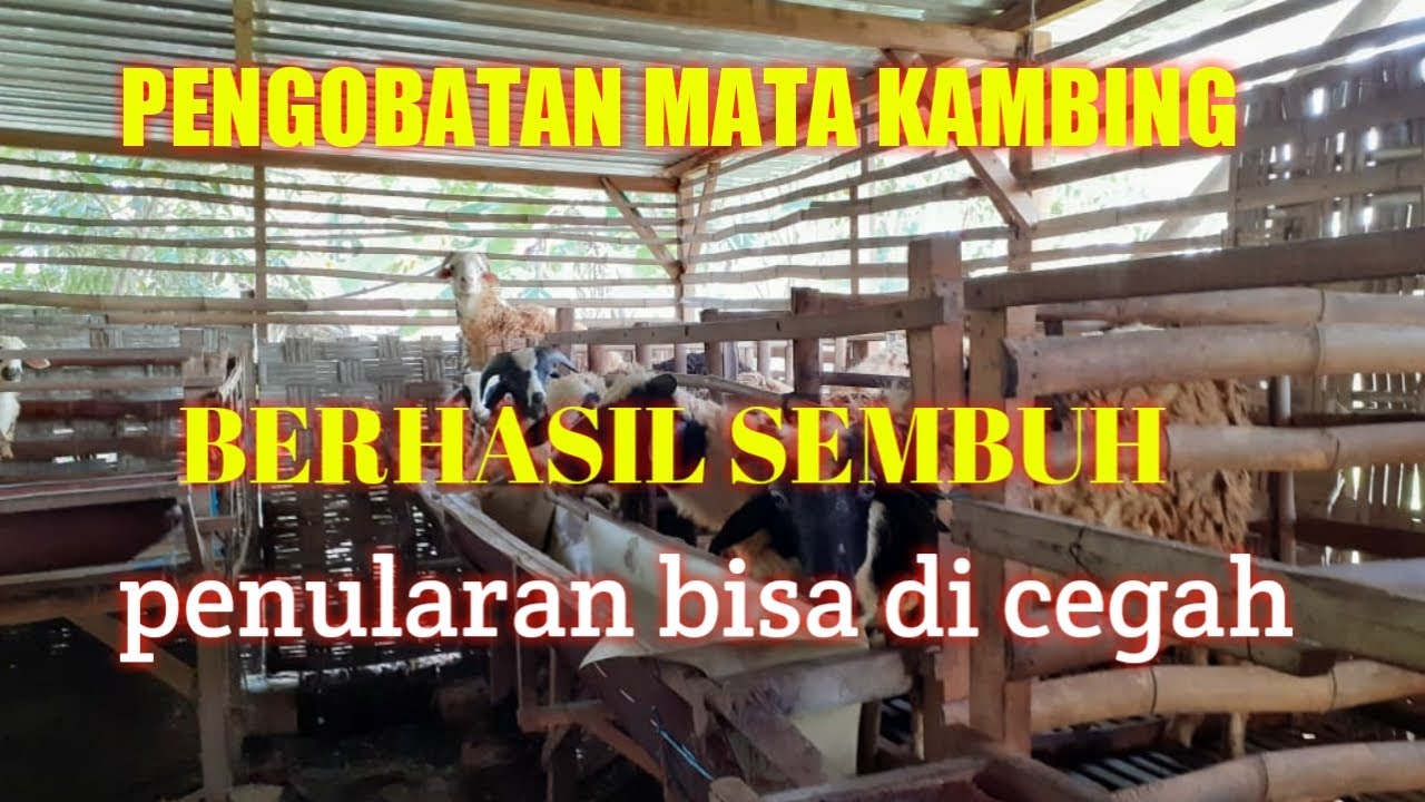 IKUTI VEDIO INI SEBELUM TERNAK KAMBING DUS GEMBEL 