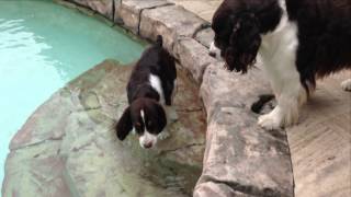 Pool Puppy   19 Weeks by TampaBayVets 13 views 9 years ago 1 minute, 7 seconds