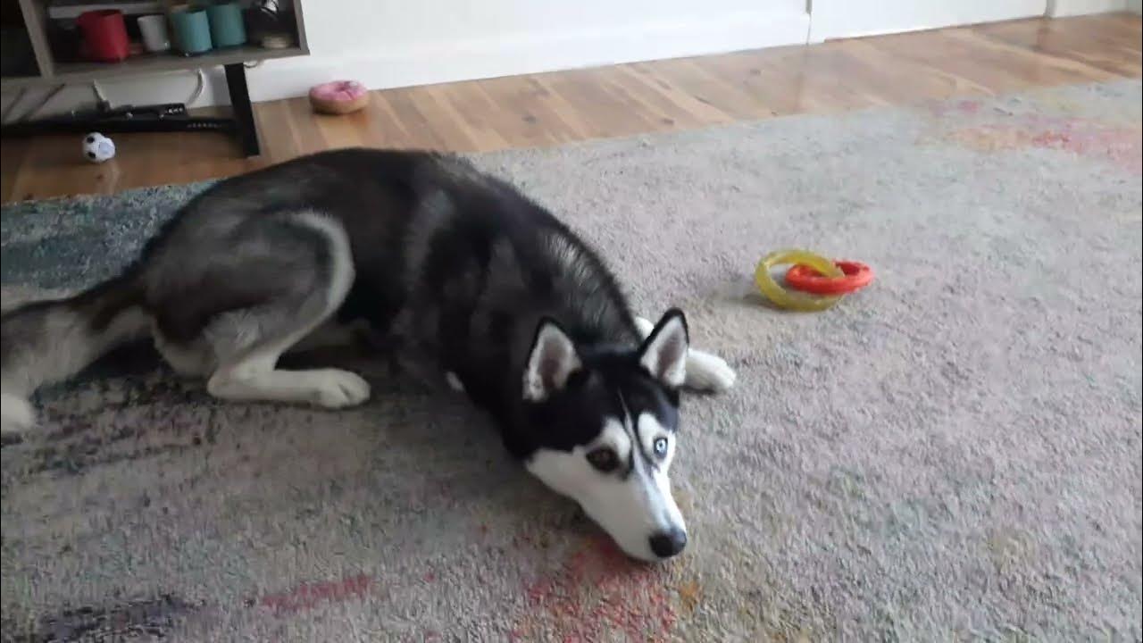 Typical Husky, Verbal Protest Doesnt want to wear his collar. YouTube