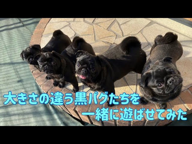 55》 このパグ走りってどうよwww - YouTube