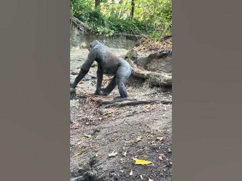 Part 4 Young Gorillas learning dominance behavior. - YouTube