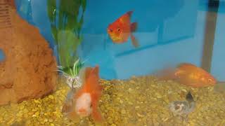 fish Bass beat