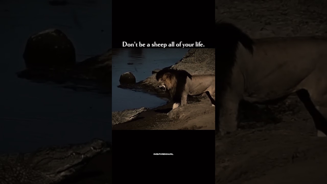 Ver mindset of Scarface 🦁 ✨. #scarface #lion #shortsfeed #ytshorts #newsong #capcut #viralshort #quotes no YouTube Ver mindset of Scarface 🦁 ✨. #scarface #lion #shortsfeed #ytshorts #newsong #capcut #viralshort #quotes no YouTube
