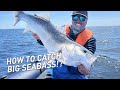 Fiiish  how to catch big seabass