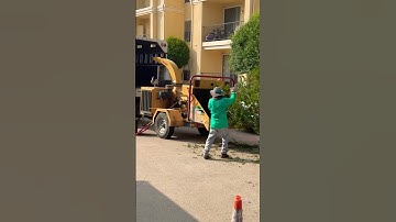 Tree branches crush machine #crushing #tree