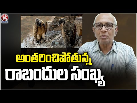 Vulture Deaths Alarm in India Latest Findings from State of Indian Birds Report | V6 News - V6NEWSTELUGU