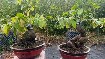 Gốc nhớt đế nở khối cục hàng để bàn 0766765975