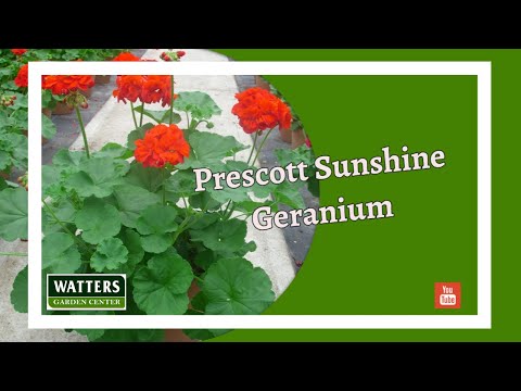 Video: Companion-planting met geraniums: wat te planten met geraniumbloemen
