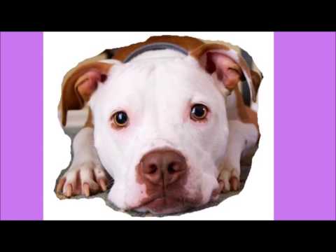 dog-agility:-rambling-rex's-affordable-dog-agility-kit-in-a-bag
