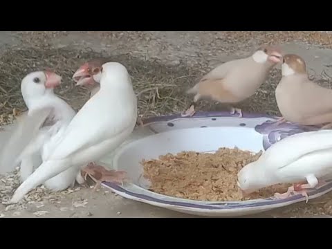 The birds had a fierce fight while eating the wheat bread | java finches | java sparrows