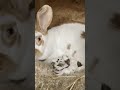 خرگوش کے خوبصورت چھوٹے بچے #viral #farming #rabbit #tranding