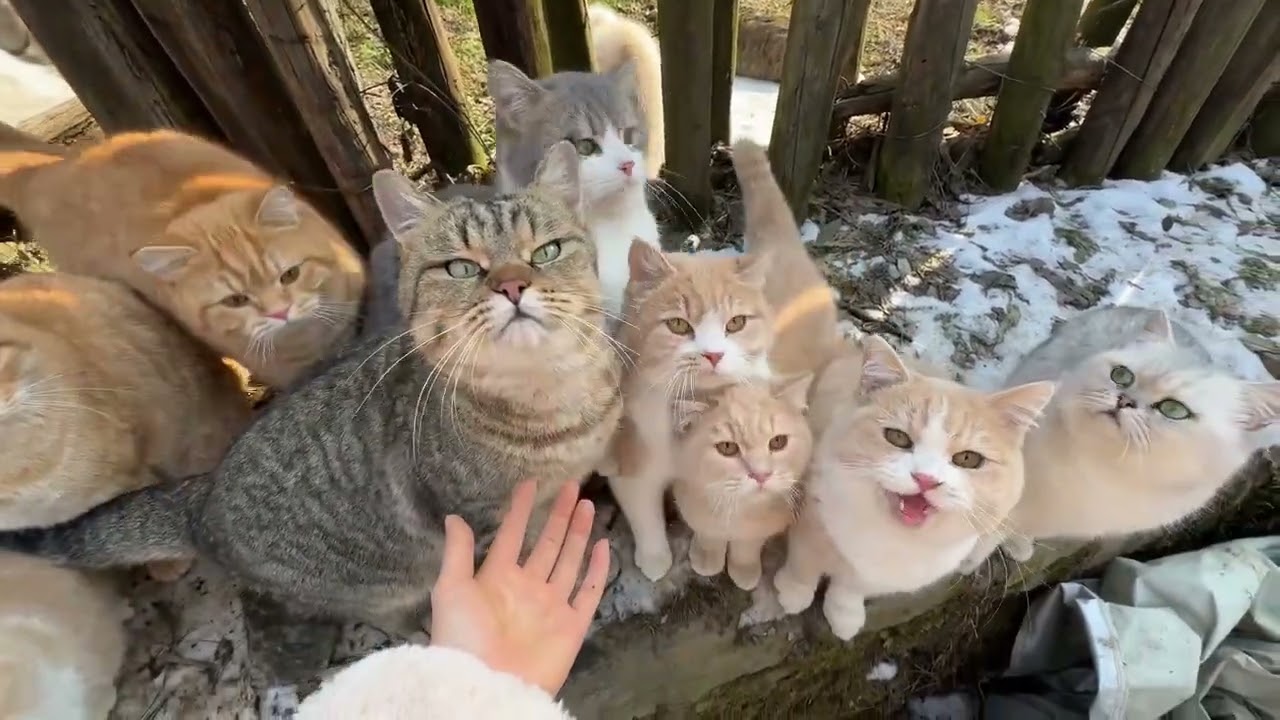 Haha, what are you doing? 😹 The cat boss has taken a hostage! 