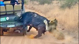 Buffalo Smashes Car to Try Chase Lions Away screenshot 4