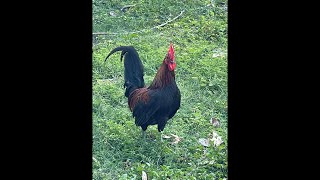 Indoor Cycle HIIT 26 NEW! with Ron Singer screenshot 4