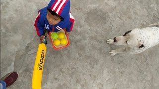 Pakistani Bully Ldog Training Videos Get You Dog Learn Every Command Bully Kutta In India