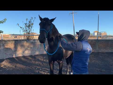 Video: Mordiendo de raíz: cómo evitar que un caballo muerda