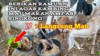 Easy Ways to Get Goats to Eat Cassava Dregs