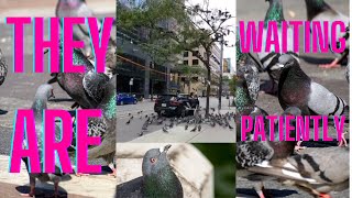 Vlog13 Pigeons~pigeons birds patientpigeons feedingthepigeons pigeonslife shortvideo like
