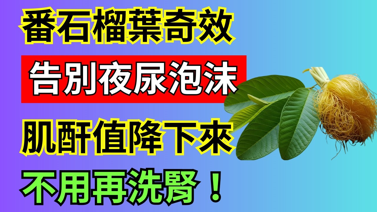 如何運用台灣常見的番石榴葉，改善腎臟健康，告別夜尿與泡沫尿」這個主題