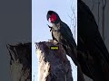 This Bird Creates Music to Find a Mate. 😱 #animalfacts #birdfacts #wildlife