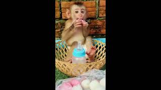 Ryna Hong Live Stream