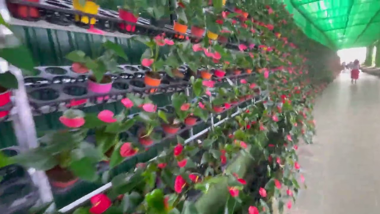 Tham quan hoa Đà Lạt 👍❤️👍