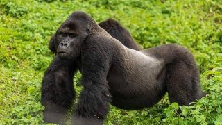 Gorilla sound no copyright | copyright free gorilla sound effect 🦍