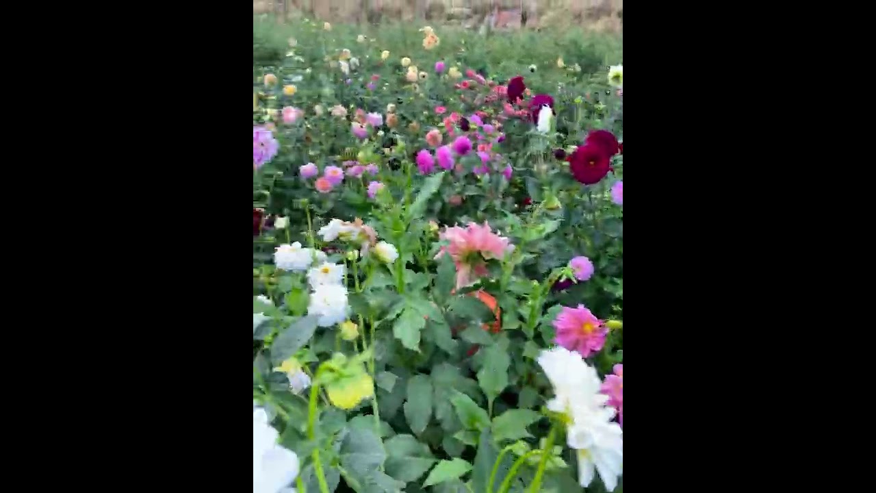 Our dahlia patch with first year seedlings