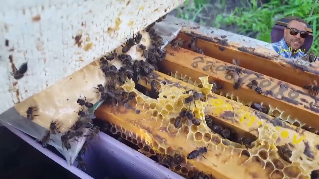 التغذية المناسبة لخلايا النحل  الضعيفة في هذا الوقت من السنة (( عجينة الفوندو )) .