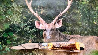 BAGGED A NICE ONE! ~  Bear and Son Genuine Stag Trapper ~ Red Hills Cutlery Exclusive ~ only 50 made