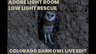Barn Owl Photo Rescue - Editing Low Light, High Noise Photos in Light Room Barn Owl Photo Rescue - Editing Low Light, High Noise Photos in Light Room