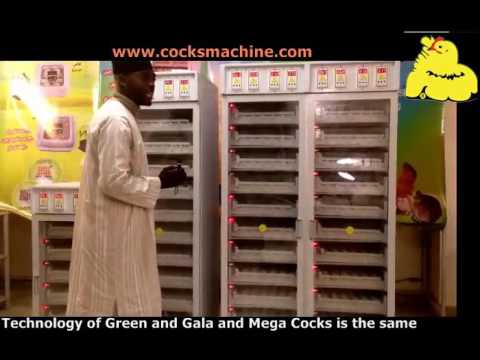 Egg candling and operation of 3 last days (Green Cocks - Gala Cocks