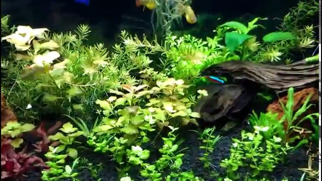 How To Remove Driftwood Tint From Your Planted Aquarium YouTube