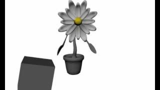 3D Animation Daisy