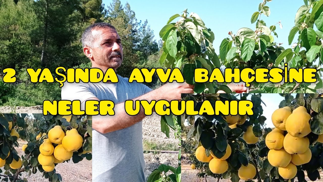 Ayva Bahçesi Nasıl Kurulur.Hangi Ayva daha verimlidir.Ayva para kazandırır mı #keşfet #ayva #tarım