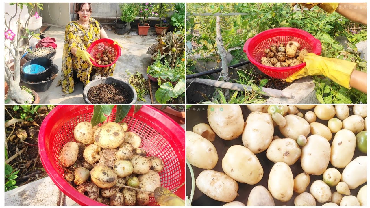 Container Gardening Magic! Terrace Potato Harvest |छोटे गमले से निकले ढेर सारे आलू 