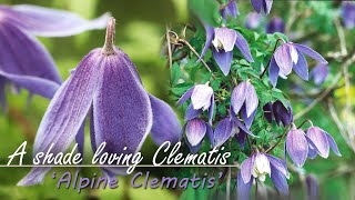 Career Overview Planting Clematis Alpina / Alpine Clematis | 2024 - First blooms |  zone 7b